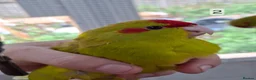 Parakeets birds for sale: Kakarikis males forsale - Advert 5