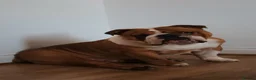 English Bulldog dogs for sale: Stunning KC standard (proper) bulldog puppies! - Advert 3
