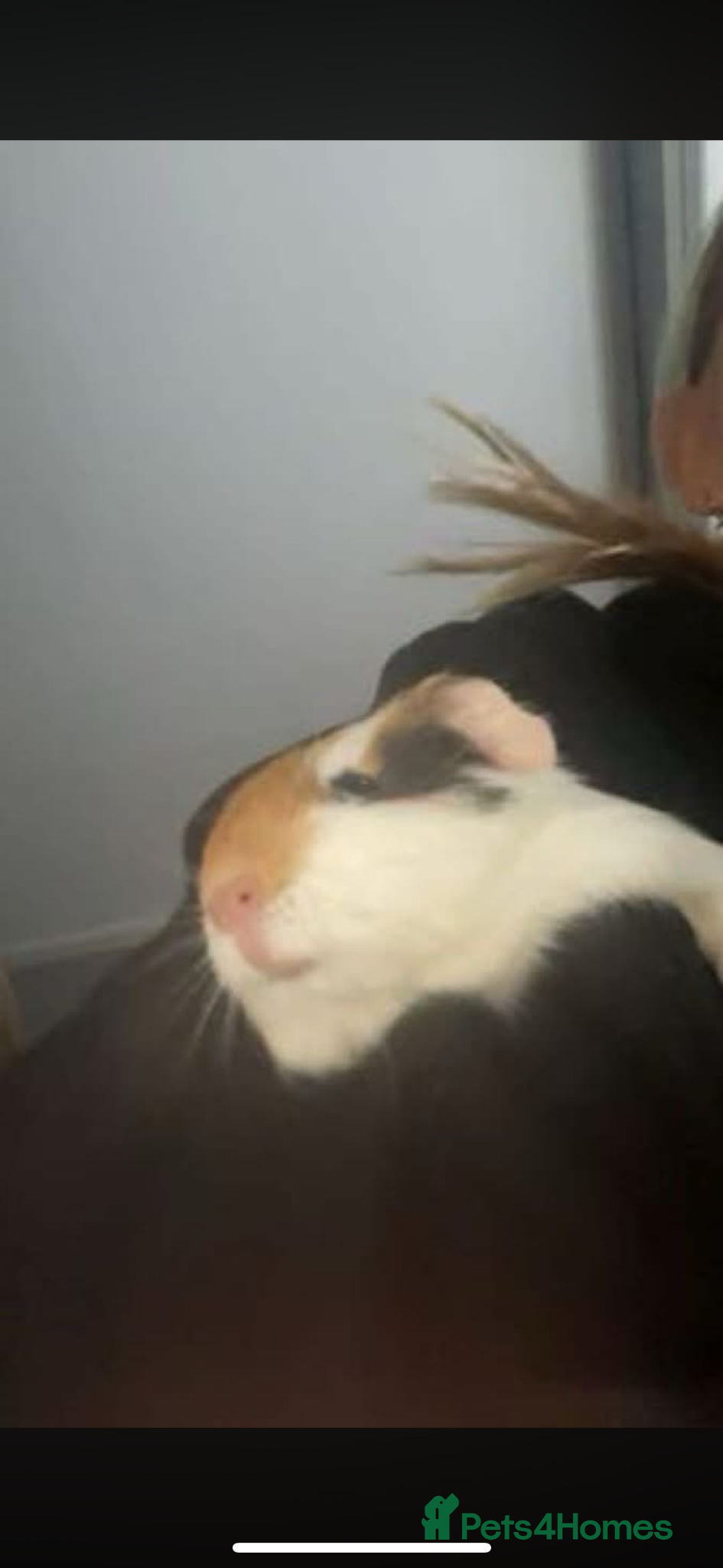 Guinea Pig rodents Guinea pigs  - Advert 1