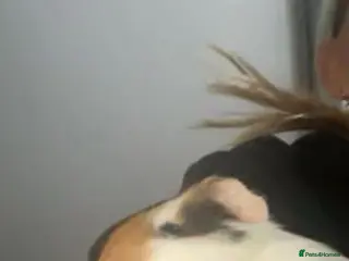 Guinea Pig rodents Guinea pigs - Advert 1