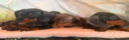 Miniature Dachshund dogs for sale: ❤️🐾 Adorable Miniature Dachshunds 🐾❤️ - Advert 16