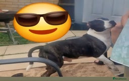 American Bull Staffy dogs for stud: Dog for stud  - Image 5