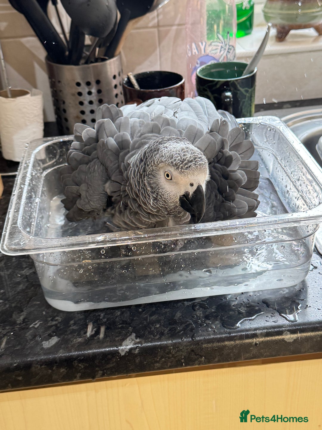 Parrots birds for sale: African grey parrot – Smokey – Loving Home Wanted - Advert 4