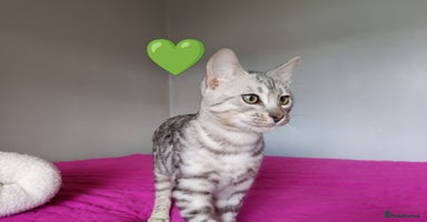 Bengal cats in Saint Helens - Advert 6
