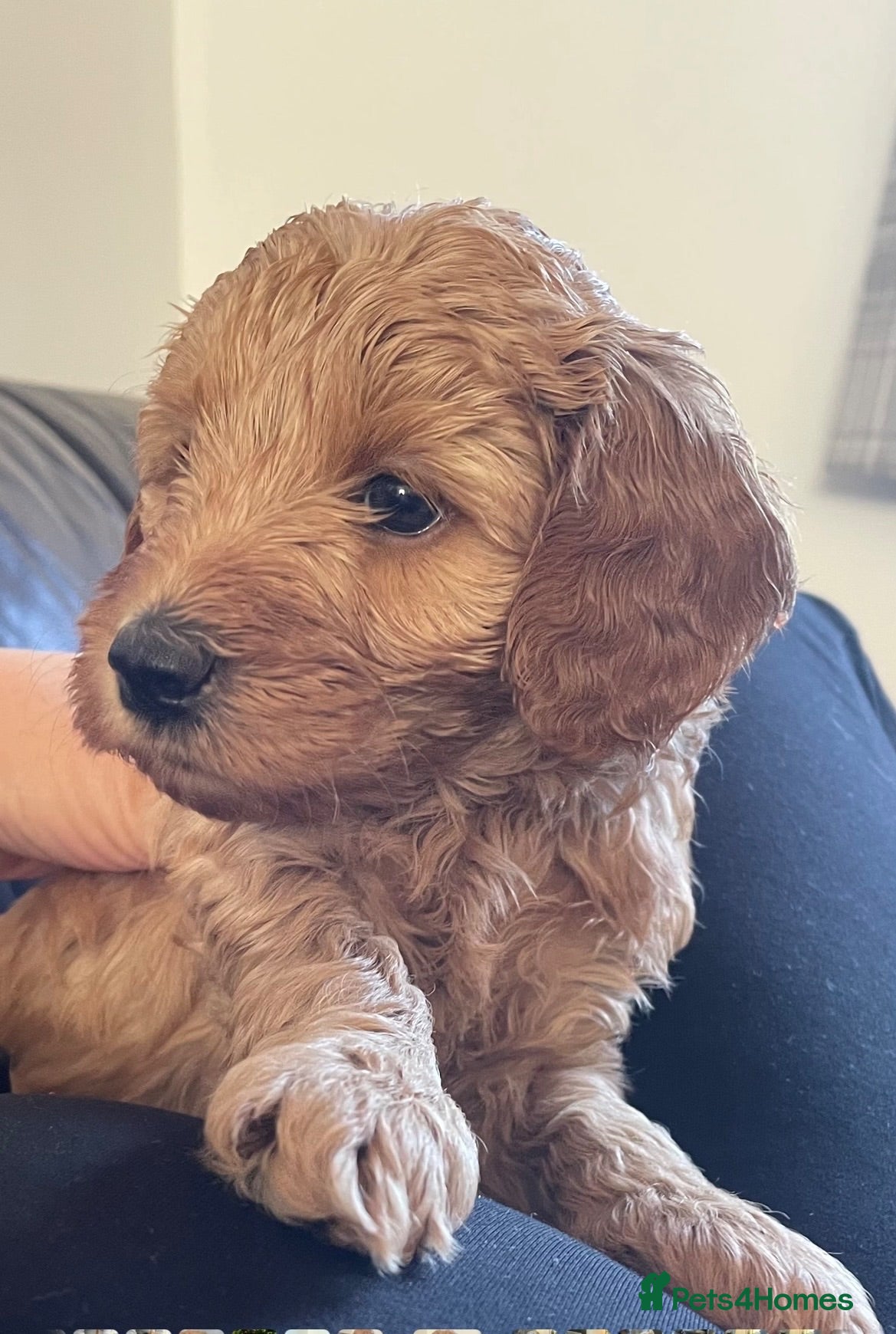 Mini Goldendoodle dogs Goldendoodle puppies  - Advert 1