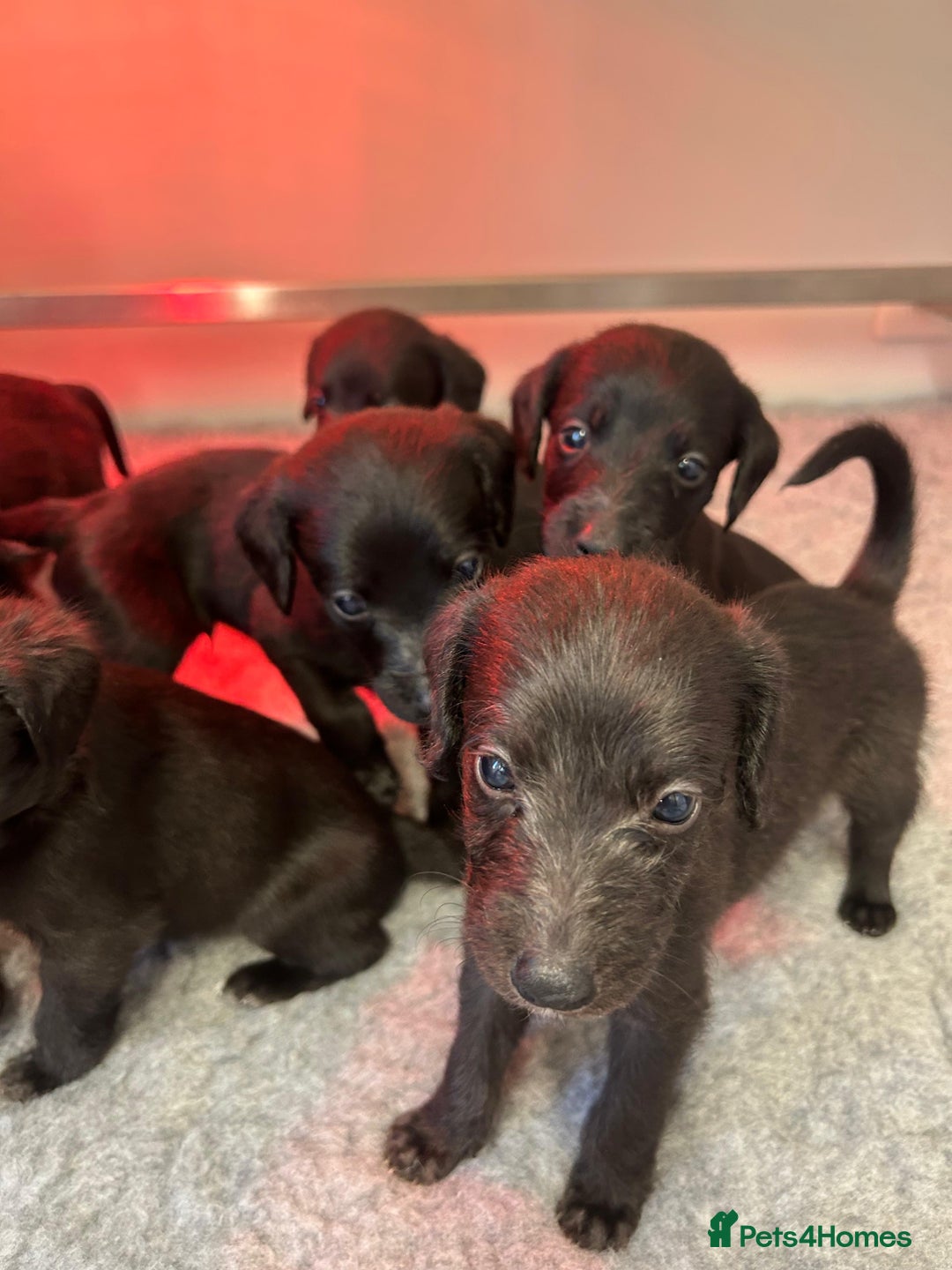 Mixed Breed dogs for sale: GENUINE BEDDY WHIPPETS 2 BOYS LEFT - Advert 14