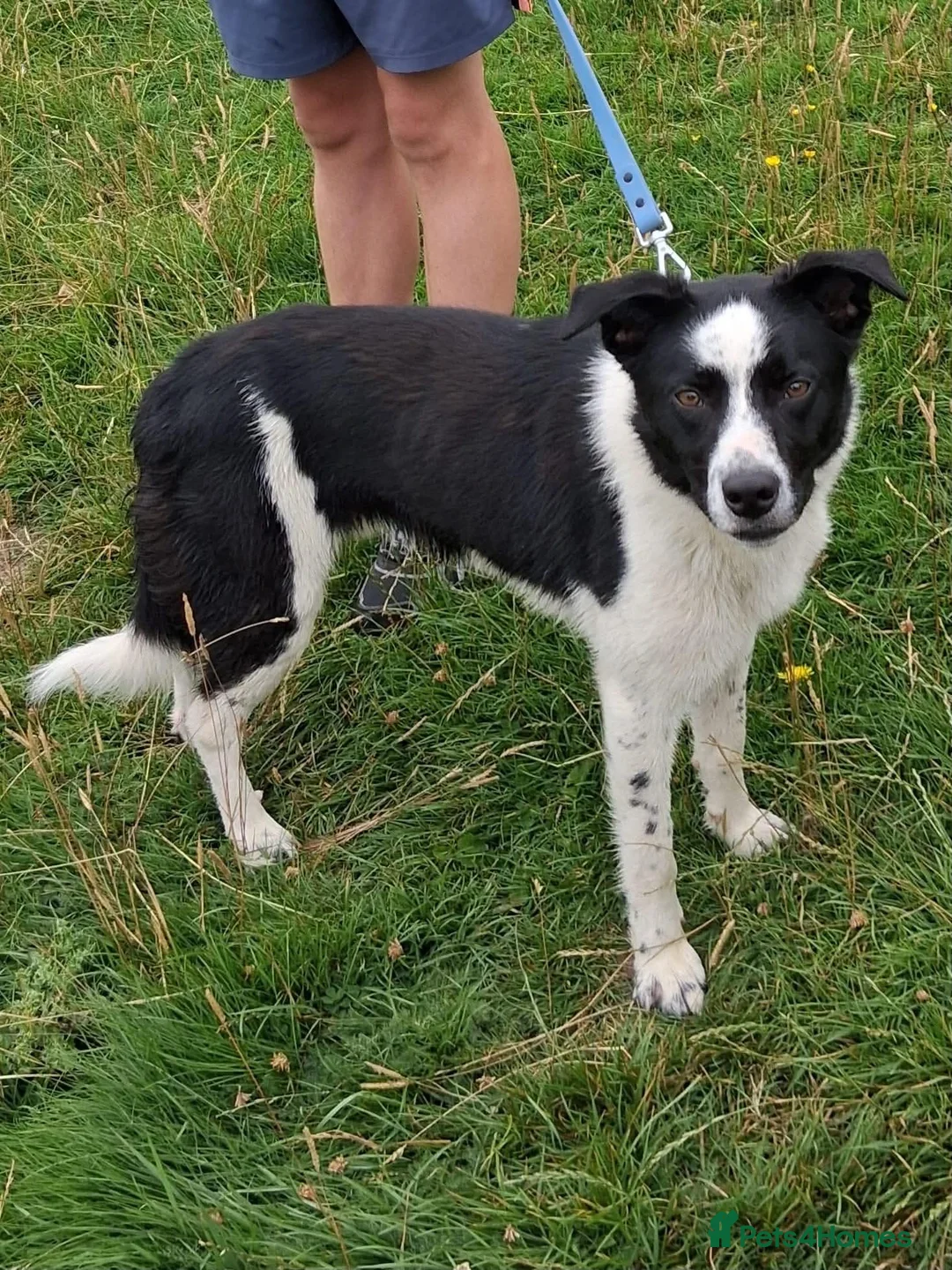 Border Collie dogs for sale: Goofy Border Collie - Advert 1