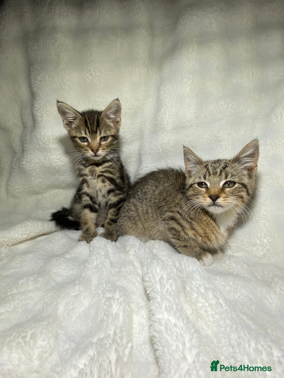 Mixed Breed cats 2 Adorable Kittens Looking For A New Home🏡 - Advert 4
