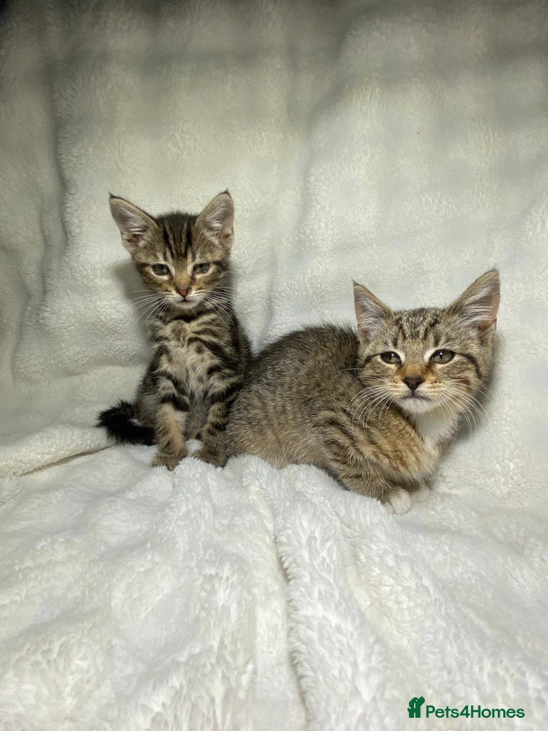 Mixed Breed cats for sale: 2 Adorable Kittens Looking For A New Home🏡 - Advert 1