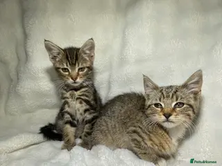Mixed Breed cats 2 Adorable Kittens Looking For A New Home🏡 - Advert 5