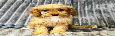 Cockapoo 2
