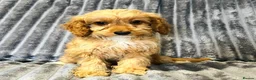 Cockapoo dogs for sale: F1 cockapoo girls two left READY TO LEAVE 🐶!!!!! - Advert 9