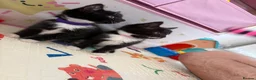 Mixed Breed cats for sale: 😺LOVELY KITTES Available for Collection Today!😺 - Advert 29
