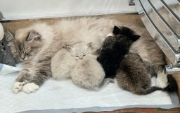 Siberian cats for sale: Pure Siberian kitten  - Image 17