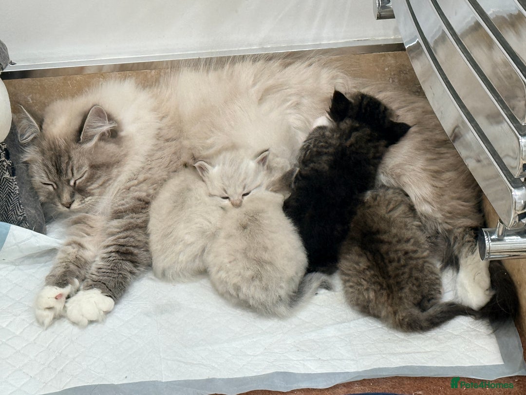 Siberian cats for sale: Pure Siberian kitten  - Image 17