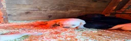 Labrador Retriever dogs for sale: Fantastic litter of working Labradors - Advert 10