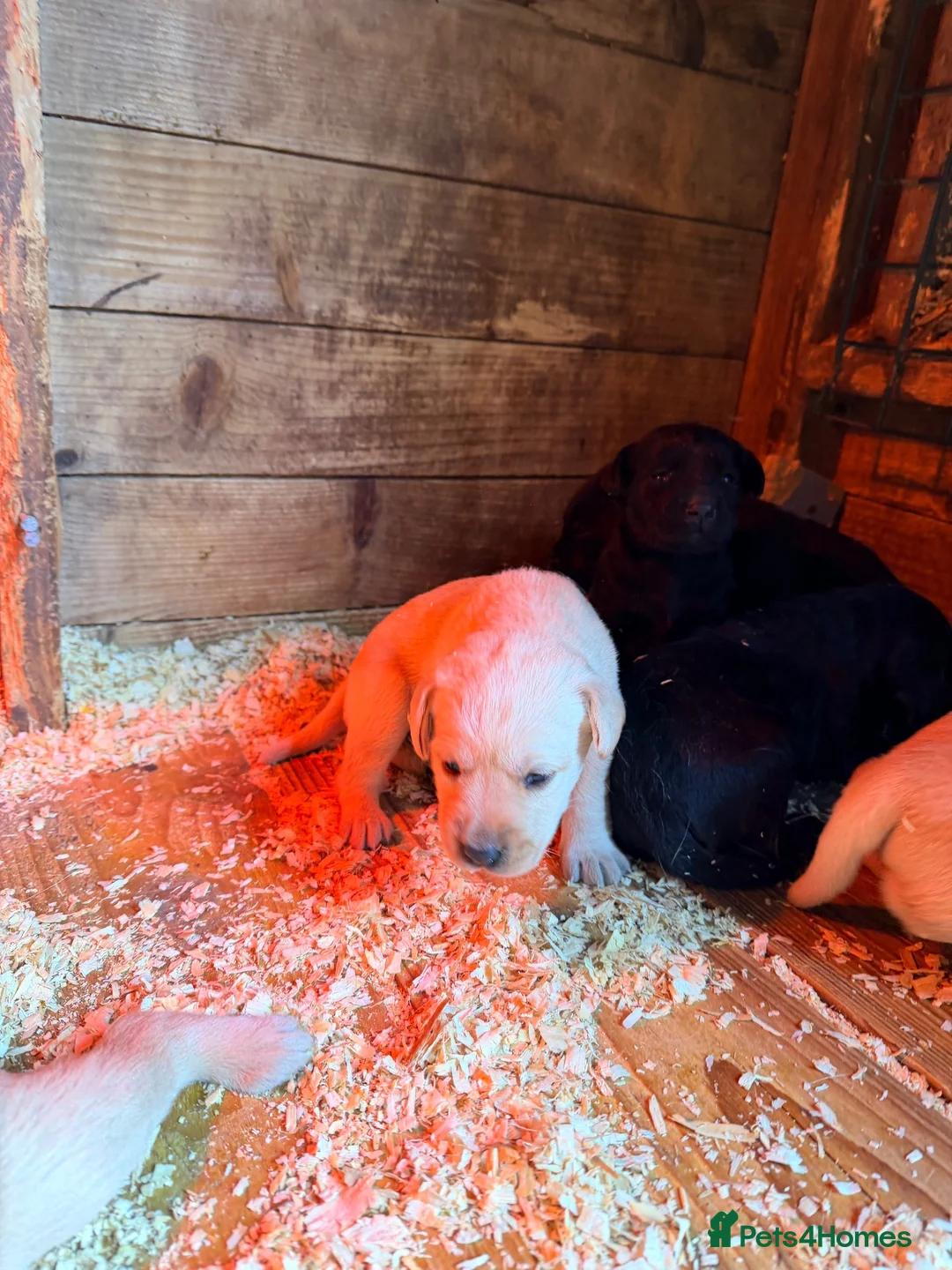 Labrador Retriever dogs for sale: Fantastic litter of working Labradors - Advert 10