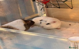 Guinea Pig rodents for sale: 2 Lovely Guinea Pigs Looking for a New Home 🐹🐹 - Image 8