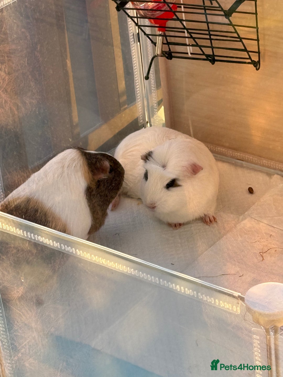 Guinea Pig rodents for sale: 2 Lovely Guinea Pigs Looking for a New Home 🐹🐹 - Image 8
