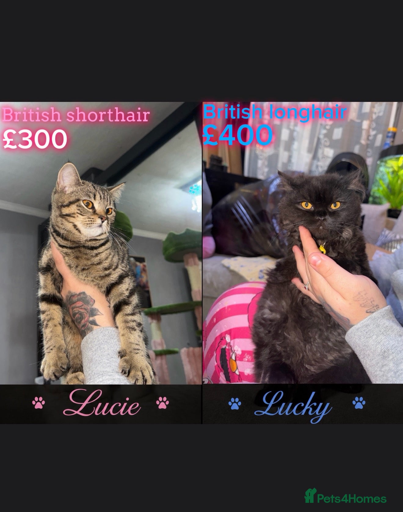British Shorthair cats British long hair x British short hair  - Advert 1