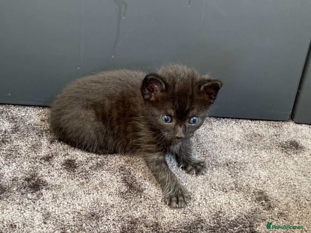 Siberian cats for sale: 🩷 Siberian x British Shorthair Kittens 🐱  - Image 24