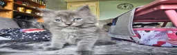 Persian cats for sale: 3 beautiful kittens ready now  - Advert 6