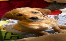 Goldador dogs for sale: Beautiful fox red Labrador/retriever pups - Image 11