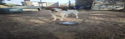 Mixed Breed dogs for adoption: Moras just a pup 🐶🐾 - Advert 2
