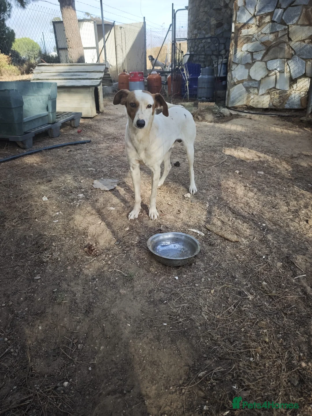 Mixed Breed dogs for adoption: Moras just a pup 🐶🐾 - Advert 2