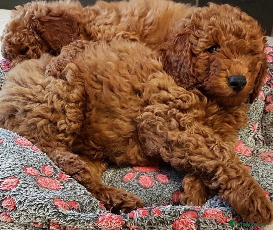 Miniature Poodle dogs for stud: Red KC registered miniature poodle - Health tested in Livingston - Advert 19