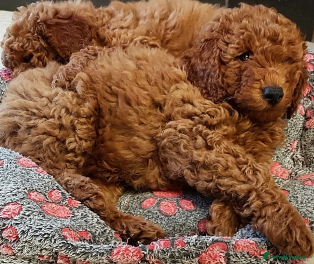 Miniature Poodle dogs for stud: Red KC registered miniature poodle - Health tested in Livingston - Advert 19