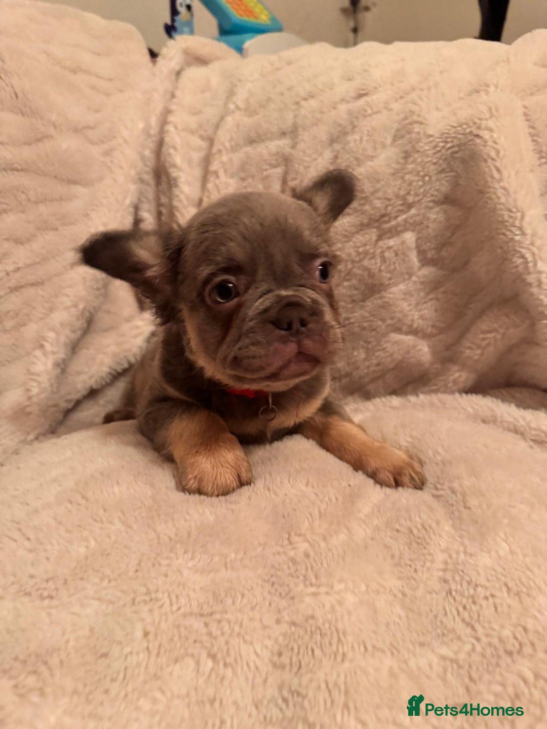 French Bulldog dogs for sale: French bulldog puppys - Advert 1