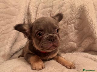 French Bulldog dogs French bulldog puppys - Advert 1