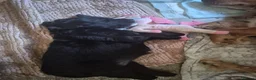 Mixed Breed dogs for sale: X2 Very cute Working cocker x Border Collie pups  in Deal - Advert 4