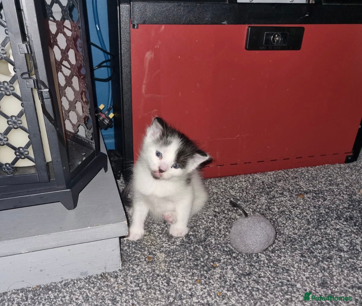 Bengal cats  beautiful kittens 8 weeks old  - Advert 4