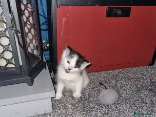 Bengal cats beautiful kittens 8 weeks old - Advert 11