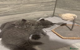 British Shorthair cats for sale: BEAUTIFUL BRITISH SHORTHAIR BOY AND GIRL  - Image 1