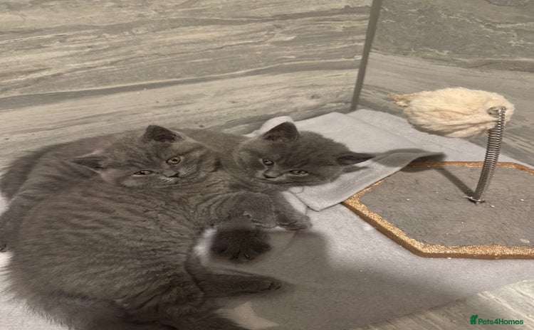 British Shorthair cats - Advert 1