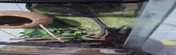 Gecko reptiles for sale: Crested gecko + 24.6L subatrate  - Advert 4
