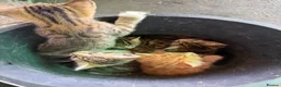 Mixed Breed cats for sale: Benghal cross - Advert 3