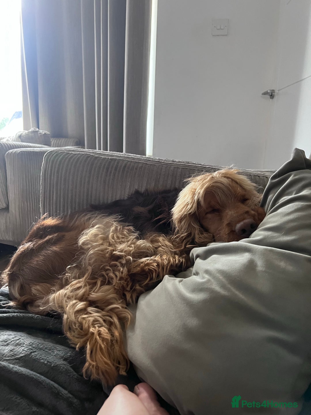 Cocker Spaniel dogs for stud: Proven Chocolate Sable Show Cocker STUD in Hull - Image 17