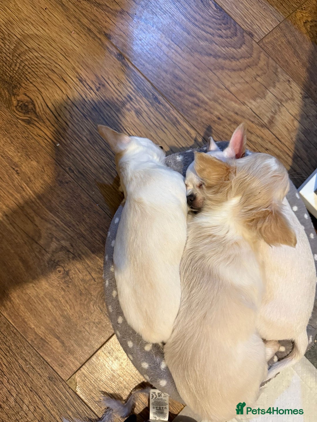 Chihuahua dogs for sale: Puppies chihuahuas 1 boy and 2 little princesses  - Image 20