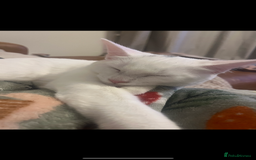 Mixed Breed cats for sale: 4 Adorable kittens - Image 8