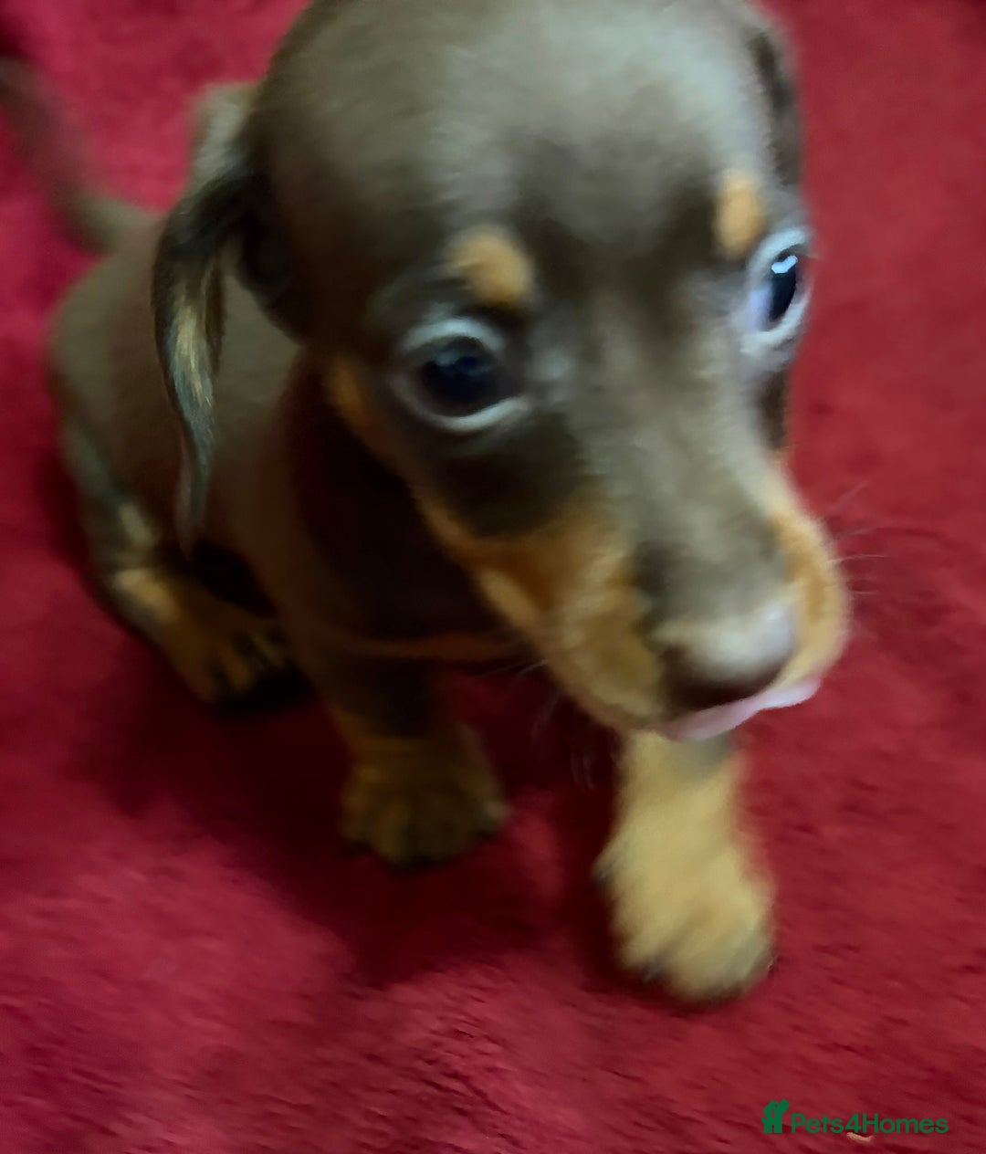 Miniature Dachshund dogs for sale: Stunning Miniature Dachshund Boys 💙 - Advert 23