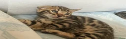 Bengal cats for sale: Adorable Bengal kittens pedigree ready to reserve - Advert 17