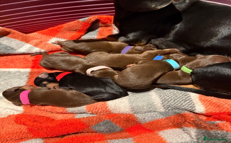 Miniature Dachshund dogs - Advert 1