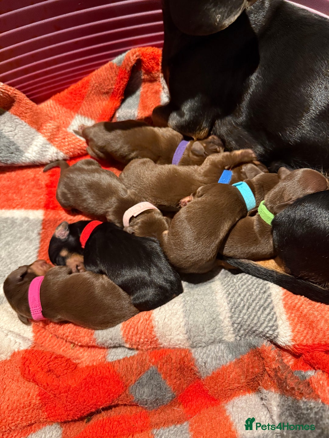 Miniature Dachshund dogs for sale: Beautiful miniature dachshund puppies - Image 1