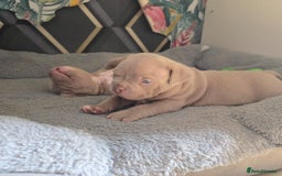 American Bully dogs for sale: Beautiful pocket bullys - Image 3