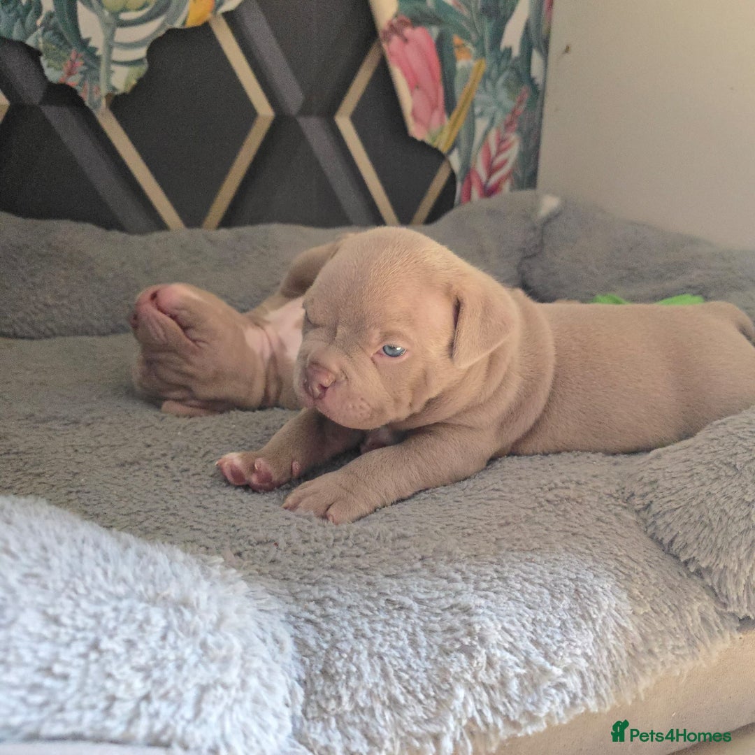American Bully dogs for sale: Beautiful pocket bullys - Image 3