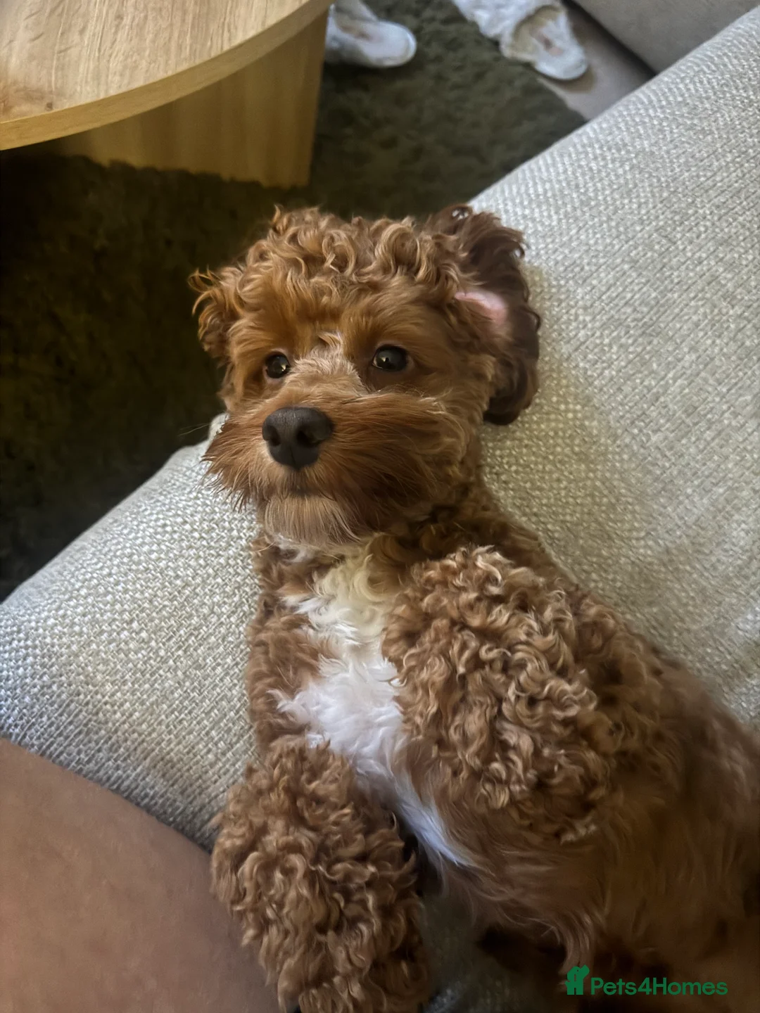 Cockapoo dogs for stud: Miniature 2 year old cockapoo boy ready for stud.  - Advert 5